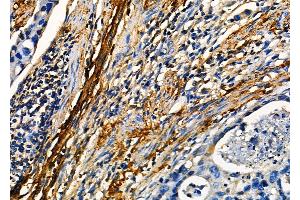 anti-Microfibrillar-Associated Protein 4 (MFAP4) (N-Term) antibody