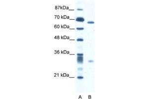 Western Blotting (WB) image for anti-Set1/Ash2 Histone Methyltransferase Complex Subunit ASH2 (ASH2L) antibody (ABIN2460893) (ASH2L Antikörper)
