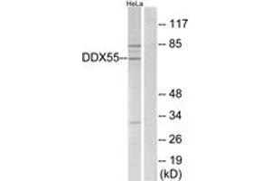 Western Blotting (WB) image for anti-DEAD (Asp-Glu-Ala-Asp) Box Polypeptide 55 (DDX55) (AA 91-140) antibody (ABIN2890152) (DDX55 Antikörper  (AA 91-140))