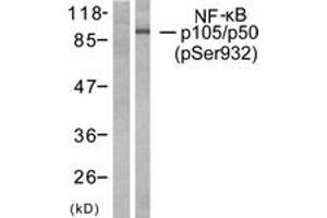 Western Blotting (WB) image for anti-Nuclear Factor of kappa Light Polypeptide Gene Enhancer in B-Cells 1 (NFKB1) (pSer932) antibody (ABIN2888480) (NFKB1 Antikörper  (pSer932))