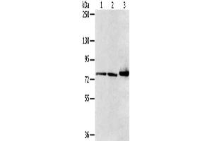 Gel: 6 % SDS-PAGE, Lysate: 40 μg, Lane 1-3: Mouse heart tissue, HT29 cells, mouse liver tissue, Primary antibody: ABIN7128752(CAPN7 Antibody) at dilution 1/300, Secondary antibody: Goat anti rabbit IgG at 1/8000 dilution, Exposure time: 1 second (Calpain 7 Antikörper)