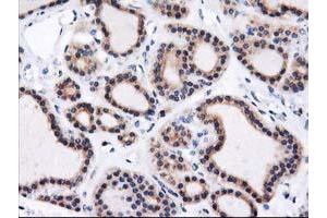 Image no. 1 for anti-Heme Oxygenase (Decycling) 2 (HMOX2) antibody (ABIN1498691) (HMOX2 Antikörper)