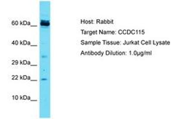CCDC115 Antikörper  (AA 47-96)
