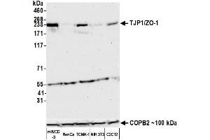 Western Blotting (WB) image for anti-Tight Junction Protein 1 (TJP1) (AA 650-700) antibody (ABIN7453989)