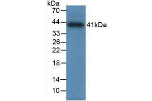 Western blot analysis of recombinant Human TPS. (TPSAB1 Antikörper  (AA 161-262))