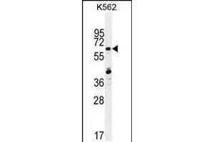 Western blot analysis in K562 cell line lysates (35ug/lane). (ZNF619 Antikörper  (N-Term))