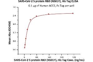 Immobilized Human ACE2, Fc Tag (ABIN6952459,ABIN6952465) at 1 μg/mL (100 μL/well) can bind SARS-CoV-2 S protein RBD (N501Y), His Tag (ABIN6973223) with a linear range of 2-39 ng/mL (QC tested). (SARS-CoV-2 Spike Protein (N501Y, RBD) (His tag))