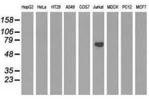 Image no. 3 for anti-rho GTPase Activating Protein 25 (ARHGAP25) antibody (ABIN1496707) (ARHGAP25 Antikörper)