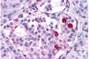 Anti-GIPR antibody  ABIN1048656 IHC staining of human pancreas. (GIPR Antikörper  (N-Term))