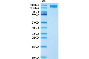 SDS-PAGE (SDS) image for Leptin Receptor (LEPR) (AA 22-839) protein (His tag) (ABIN7275141)