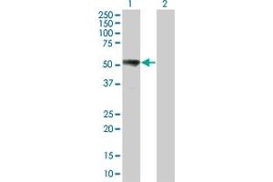 Western Blot analysis of MAP2K7 expression in transfected 293T cell line by MAP2K7 monoclonal antibody (M05), clone 6A4. (MAP2K7 Antikörper  (AA 1-99))