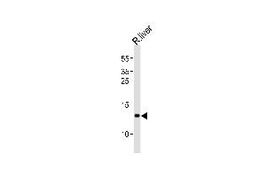 Western blot analysis of lysate from rat liver tissue lysate, using CXCL11 Antibody (ABIN6243128 and ABIN6577899). (CXCL11 Antikörper)