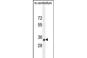 CADM1 Antibody (N-term) (ABIN654660 and ABIN2844356) western blot analysis in mouse cerebellum tissue lysates (35 μg/lane). (CADM1 Antikörper  (N-Term))