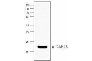 Western Blotting (WB) image for anti-Cathelicidin Antimicrobial Peptide (CAMP) (AA 115-121) antibody (ABIN2666321) (Cathelicidin Antikörper  (AA 115-121))