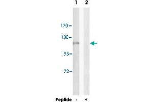 Western blot analysis of extracts from HeLa cells, using AOX1 polyclonal antibody .