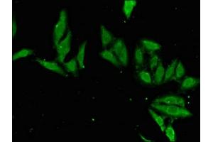 Immunofluorescent analysis of Hela cells using ABIN7155691 at dilution of 1:100 and Alexa Fluor 488-congugated AffiniPure Goat Anti-Rabbit IgG(H+L) (EN2 Antikörper  (AA 1-251))
