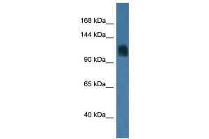 WB Suggested Anti-Rag1 Antibody   Titration: 1. (RAG1 Antikörper  (C-Term))
