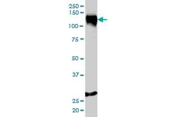 Stromal Antigen 1 Antikörper  (AA 1112-1221)