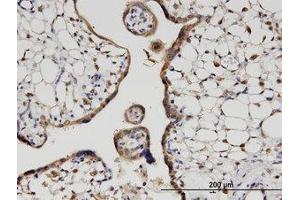 Image no. 1 for anti-Hook Homolog 3 (HOOK3) (AA 622-719) antibody (ABIN599601) (HOOK3 Antikörper  (AA 622-719))