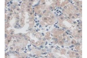 IHC-P analysis of Human Stomach Tissue, with DAB staining. (CD300c Antikörper  (AA 21-183))