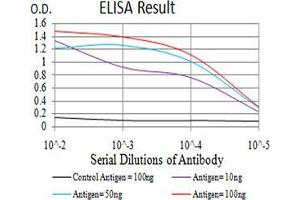 Black line: Control Antigen (100 ng);Purple line: Antigen (10ng); Blue line: Antigen (50 ng); Red line:Antigen (100 ng) (Complement C3c Antikörper  (AA 1521-1649))