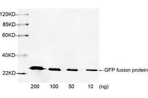 Western blot analysis of GFP fusion protein using 1 µg/mL Rabbit Anti-GFP Polyclonal Antibody (ABIN398857) The signal was developed with IRDyeTM 800 Conjugated Goat Anti-Rabbit IgG. (GFP Antikörper)