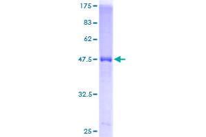 PSMA2 Protein (AA 1-234) (GST tag)