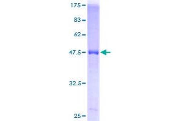 PSMA2 Protein (AA 1-234) (GST tag)