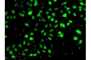 Immunofluorescence (IF) image for anti-Nudix (Nucleoside Diphosphate Linked Moiety X)-Type Motif 2 (NUDT2) (AA 1-147) antibody (ABIN6144936)