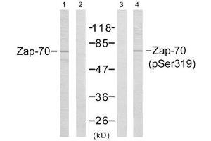 Western blot analysis of extracts from Jurkat cells,using Zap-70 (Ab-319) antibody (E021173, Line1 and 2) and Zap-70 (phospho-Tyr319) antibody (E011159, Line 3 and 4). (ZAP70 Antikörper)