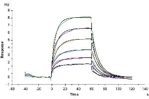 Biotinylated Mouse PVRIG, hFc-Avi Tag captured on CM5 Chip via Protein A can bind Mouse Nectin-2, His Tag with an affinity constant of 2. (PVRIG Protein (AA 35-165) (Fc-Avi Tag,Biotin))