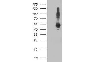 Western Blotting (WB) image for anti-DnaJ (Hsp40) Homolog, Subfamily A, Member 2 (DNAJA2) antibody (ABIN1497865) (DNAJA2 Antikörper)