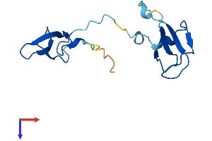 POLR2I Protein (AA 1-125) (His tag)