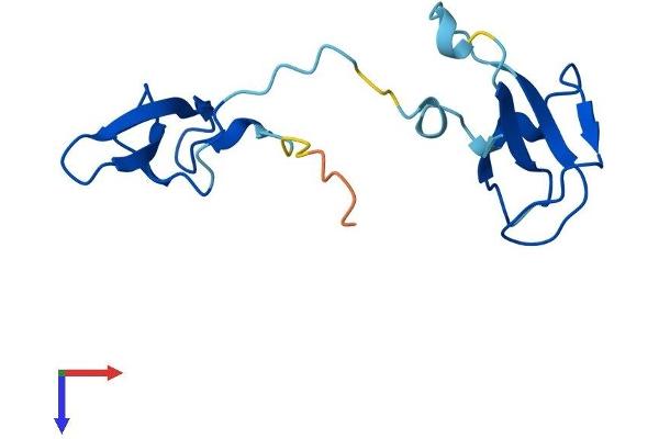 POLR2I Protein (AA 1-125) (His tag)