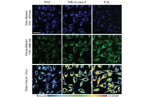 Immunofluorescence (IF) image for FCR1 (ABIN5021886)