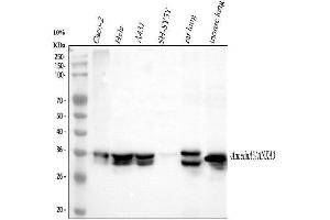 Western blot analysis of Annexin A3 using anti-Annexin A3 antibody (ABIN3043501). (Annexin A3 Antikörper  (Middle Region))