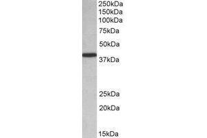 AP22435PU-N PCBP1 antibody staining of HeLa lysate at 0.