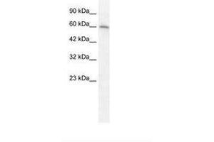 Image no. 1 for anti-Cholinergic Receptor, Nicotinic, alpha 7 (Neuronal) (CHRNA7) (AA 398-447) antibody (ABIN202673) (CHRNA7 Antikörper  (AA 398-447))