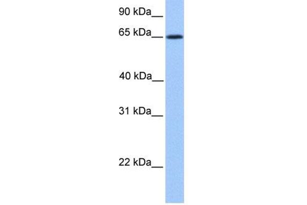 ZNF837 Antikörper  (N-Term)