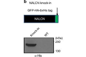 A knock-in mouse line with NALCN tagged with GFP, HA, and His tags (NALCN-GFP-HA-His mice). (His Tag Antikörper)