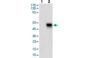 Western blot analysis of Lane 1: Negative control [HEK293 cell lysate]; Lane 2: Over-expression lysate [PLA2G12A (AA: 21-189)-hIgGFc transfected HEK293 cells] with PLA2G12A monoclonal antibody, clone 3H2C11  at 1:500-1:2000 dilution. (PLA2G12A Antikörper  (AA 21-189))