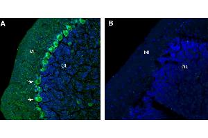 Free-floating frozen brain sections from a paraformaldehyde-perfused mouse were incubated with Anti-GlyT1 (SLC6A9) (extracellular) Antibody (ABIN7043261, 1:300), followed by goat anti-rabbit secondary antibody conjugated to Alexa Fluor® 488 (green). (GLYT1 Antikörper  (2nd Extracellular Loop))