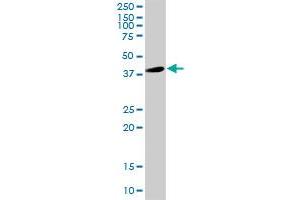 GFAP MaxPab rabbit polyclonal antibody. (GFAP Antikörper  (AA 1-432))