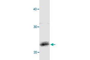 Identification of CBX3 in baby hamster kidney extract with CBX3 polyclonal antibody  by western blotting. (CBX3 Antikörper)