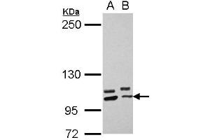 Western Blotting (WB) image for anti-Protocadherin alpha 10 (PCDHA10) (N-Term) antibody (ABIN1494059)