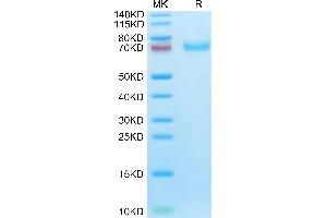 SDS-PAGE (SDS) image for Leukocyte Immunoglobulin-Like Receptor, Subfamily B (With TM and ITIM Domains), Member 1 (LILRB1) (AA 41-474) protein (His tag) (ABIN7275160)