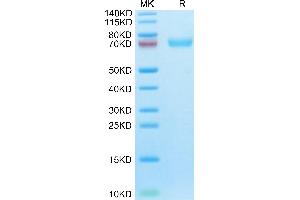Cynomolgus LILRB1 on Tris-Bis PAGE under reduced condition. (LILRB1 Protein (AA 41-474) (His tag))