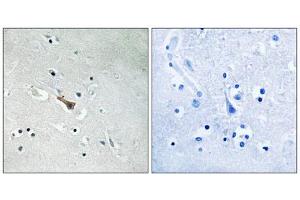 Immunohistochemistry analysis of paraffin-embedded human brain tissue using APLP2 (Phospho-Tyr755) antibody. (APLP2 Antikörper  (pTyr755))