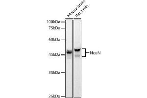 Western blot analysis of extracts of various cell lines, using NeuN Rabbit mAb antibody (ABIN7270098) at 1:1000 dilution. (NeuN Antikörper)