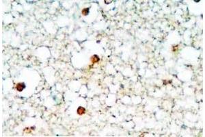 Human brain tissue was stained by Rabbit Anti-Neuropeptide S (1-10) Antibody (NPS Antikörper  (AA 1-10))